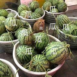 吃瓜娱乐头像高清,高清吃瓜娱乐头像，带你领略潮流风采